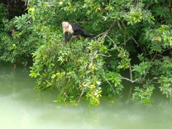 monkey island panama