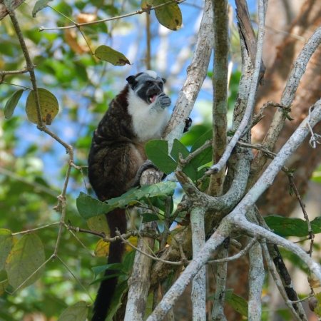 Monkey Island - naturaleza en panama